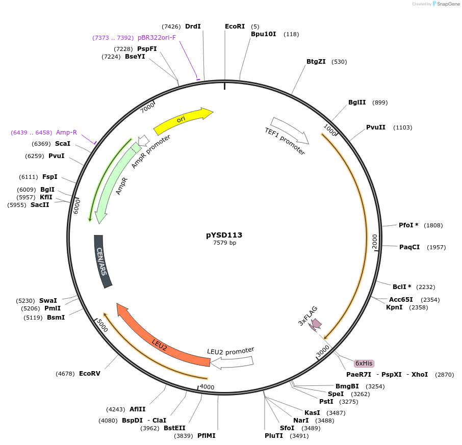 212926-plasmid-map-sequence-id-421719