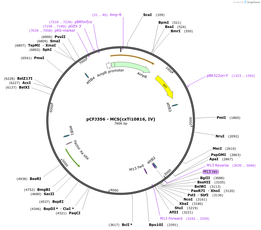 34871-plasmid-map-sequence-id-42172