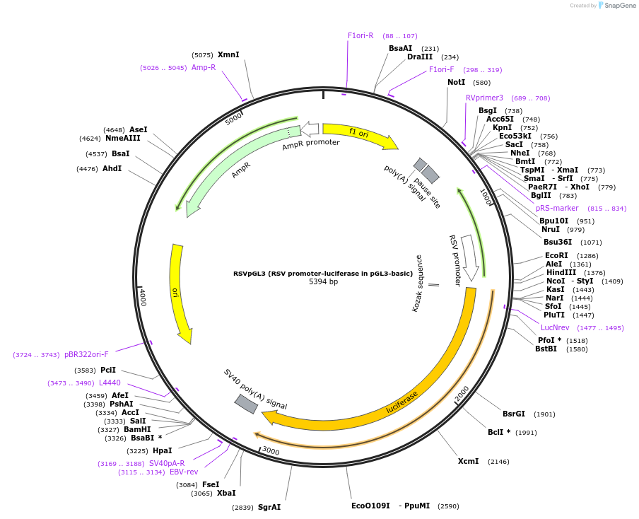 40343-plasmid-map-sequence-id-421721