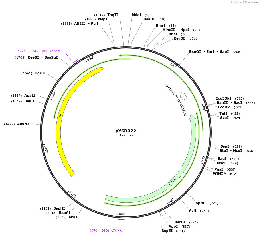 212908-plasmid-map-sequence-id-421725