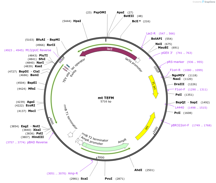 205058-plasmid-map-sequence-id-421746