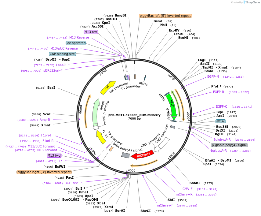 213763-plasmid-map-sequence-id-421747