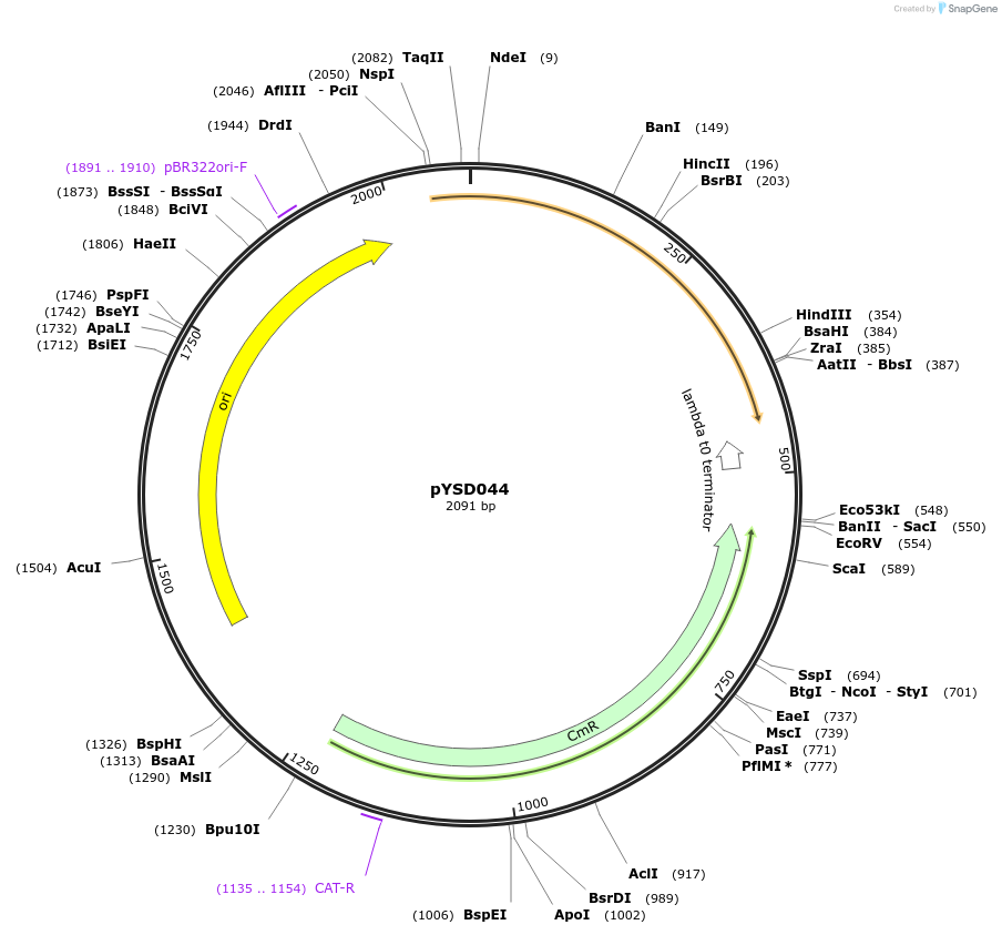 212914-plasmid-map-sequence-id-421749