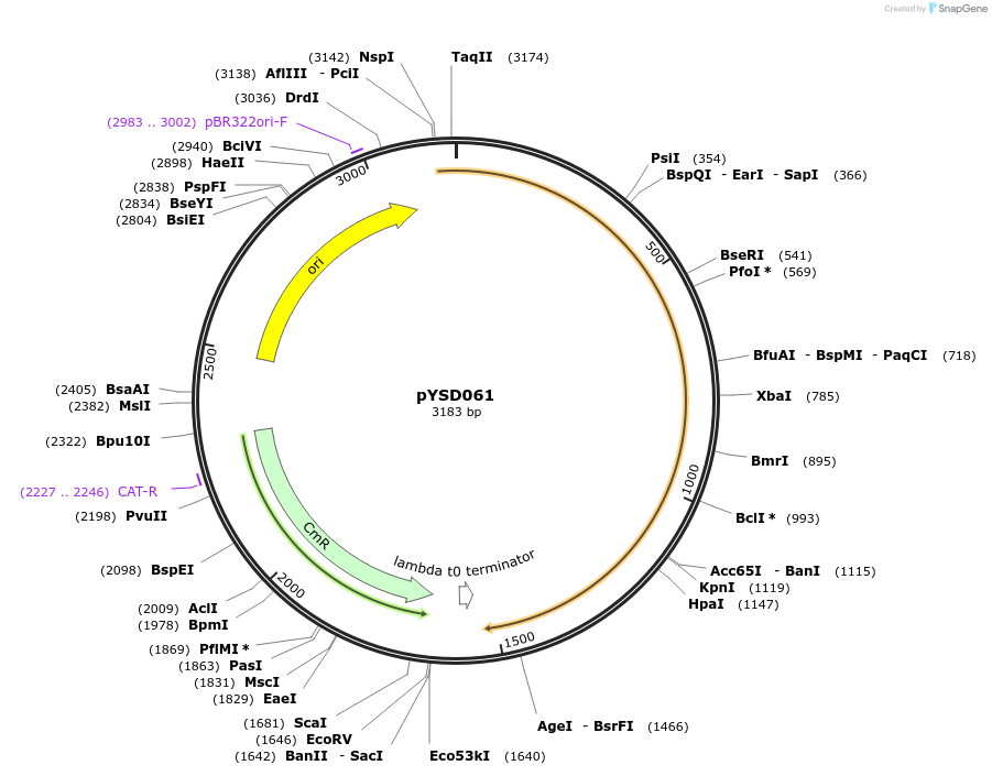 212915-plasmid-map-sequence-id-421750