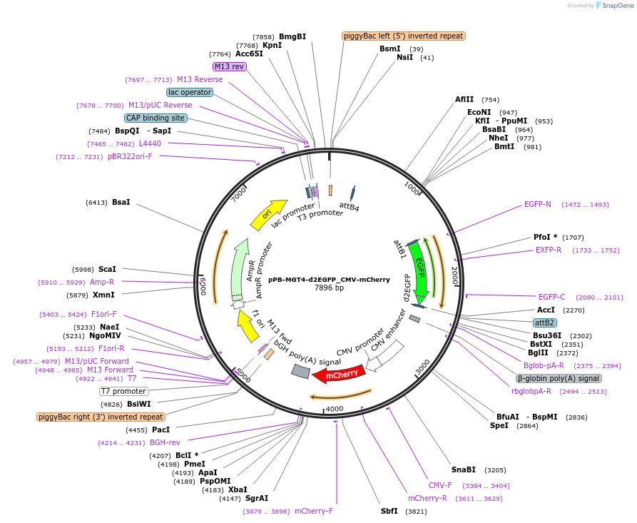 213764-plasmid-map-sequence-id-421751