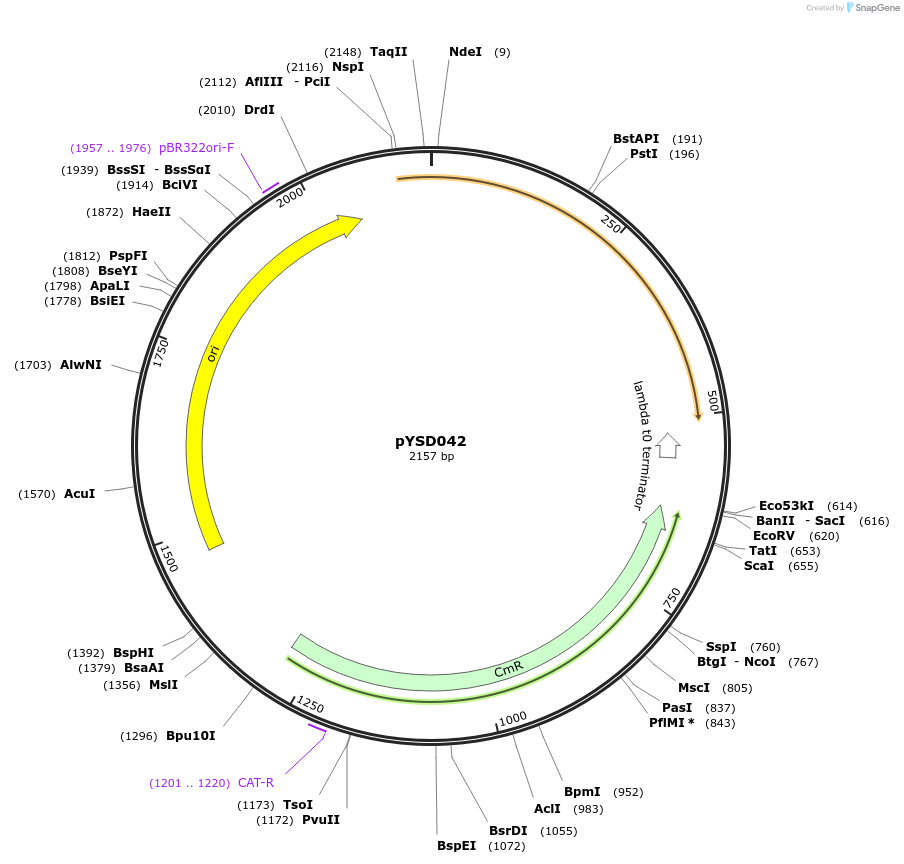 212912-plasmid-map-sequence-id-421765