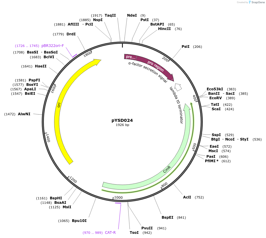 212910-plasmid-map-sequence-id-421766