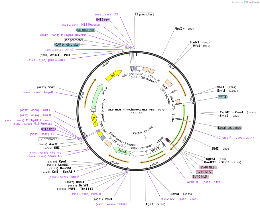 213773-plasmid-map-sequence-id-421767