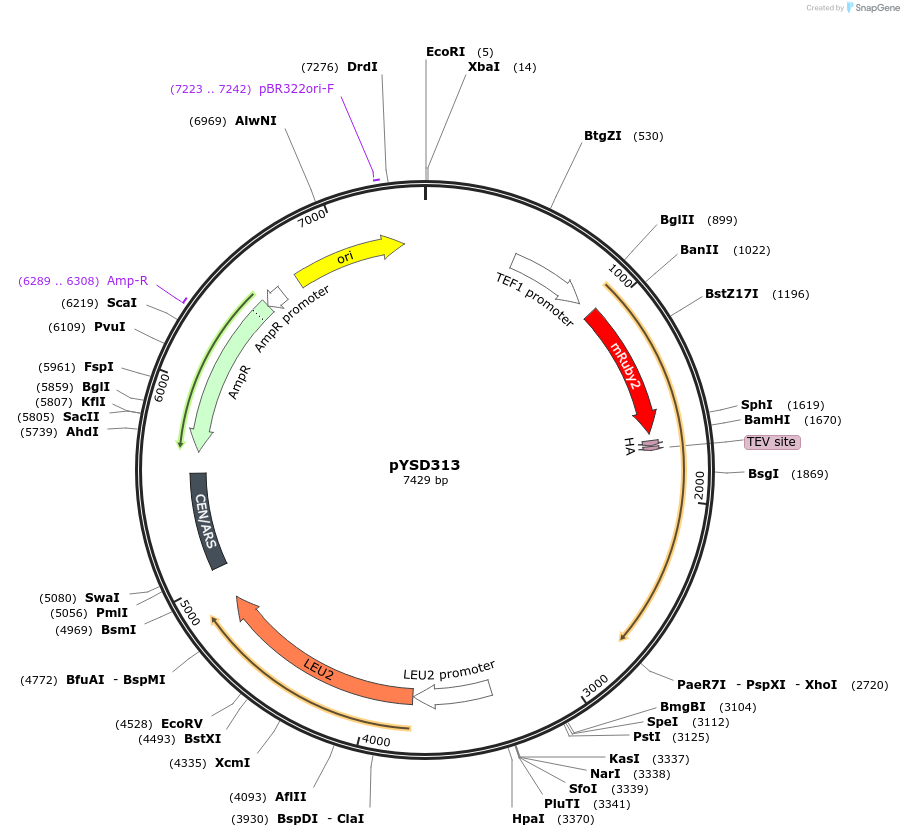 212931-plasmid-map-sequence-id-421768