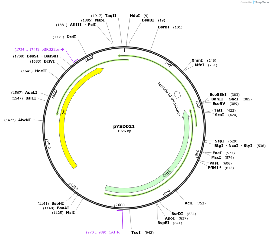 212907-plasmid-map-sequence-id-421769