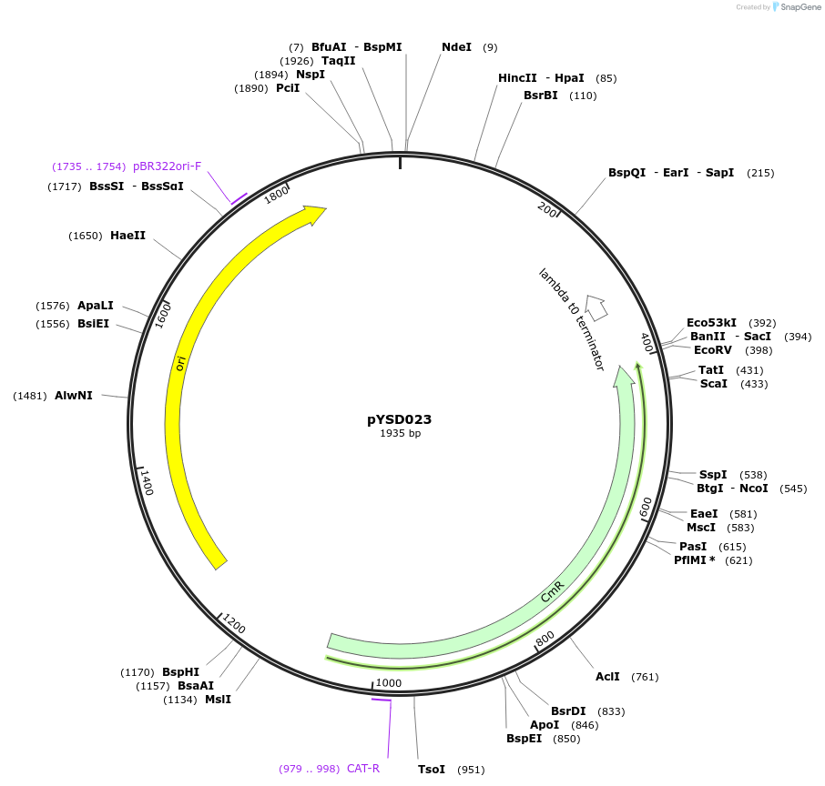 212909-plasmid-map-sequence-id-421774