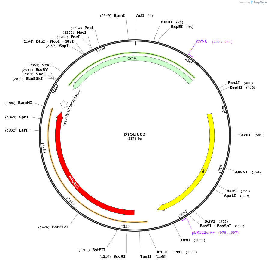 212916-plasmid-map-sequence-id-421776