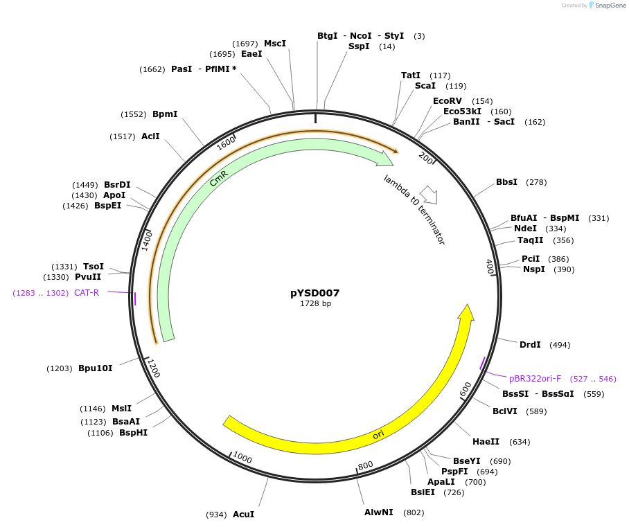 212904-plasmid-map-sequence-id-421778