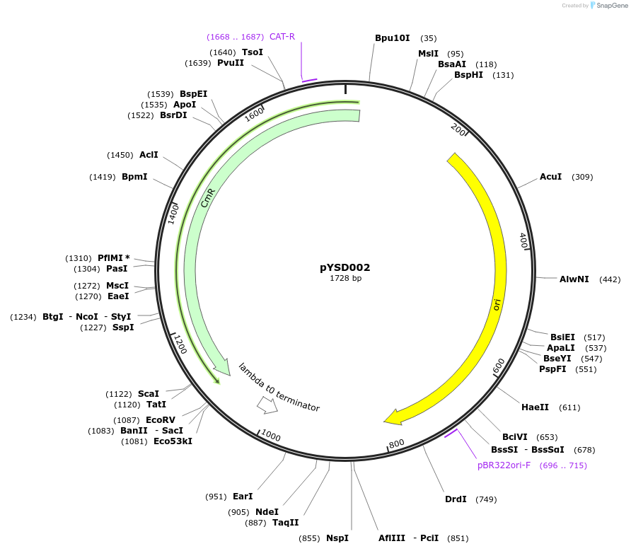 212899-plasmid-map-sequence-id-421781