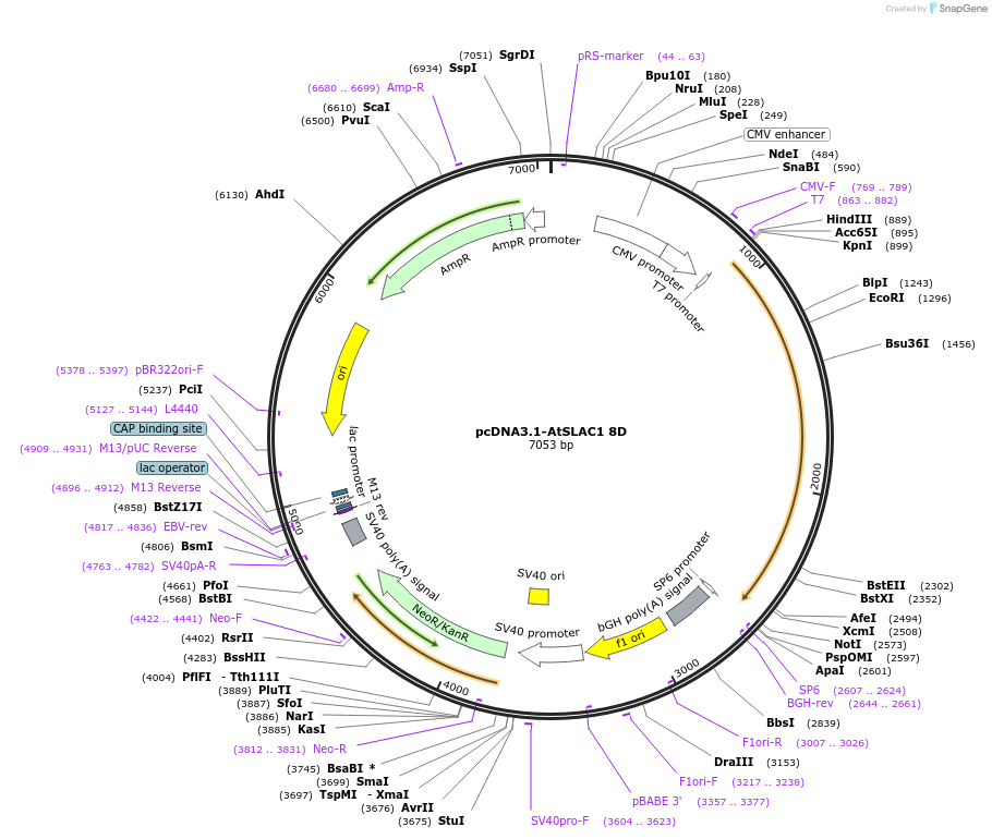 212948-plasmid-map-sequence-id-421782