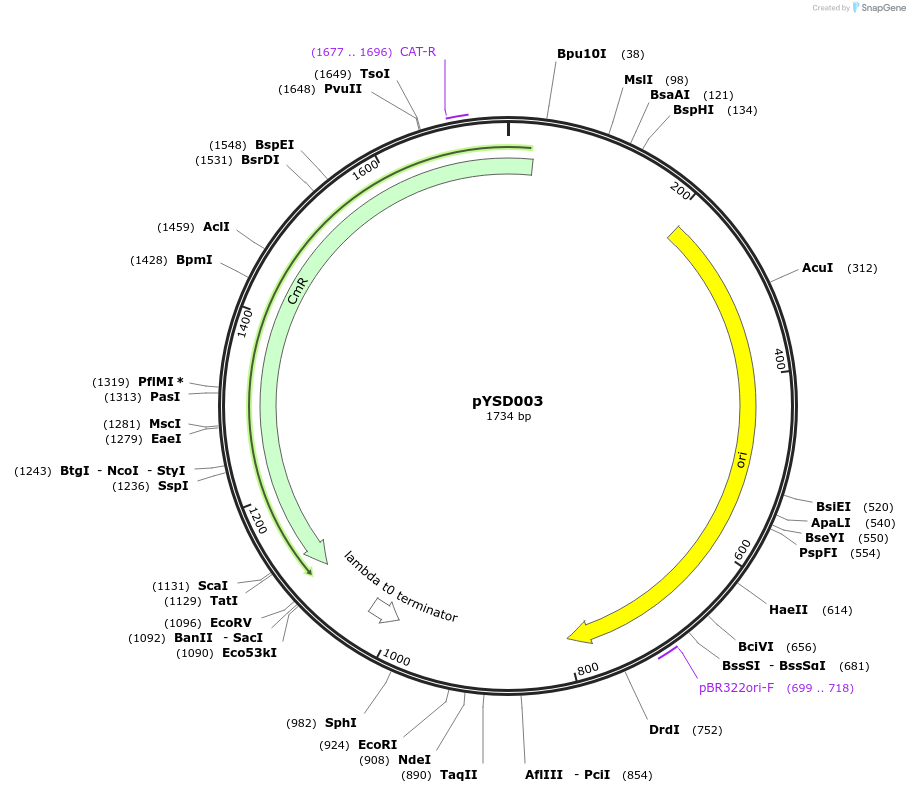 212900-plasmid-map-sequence-id-421783