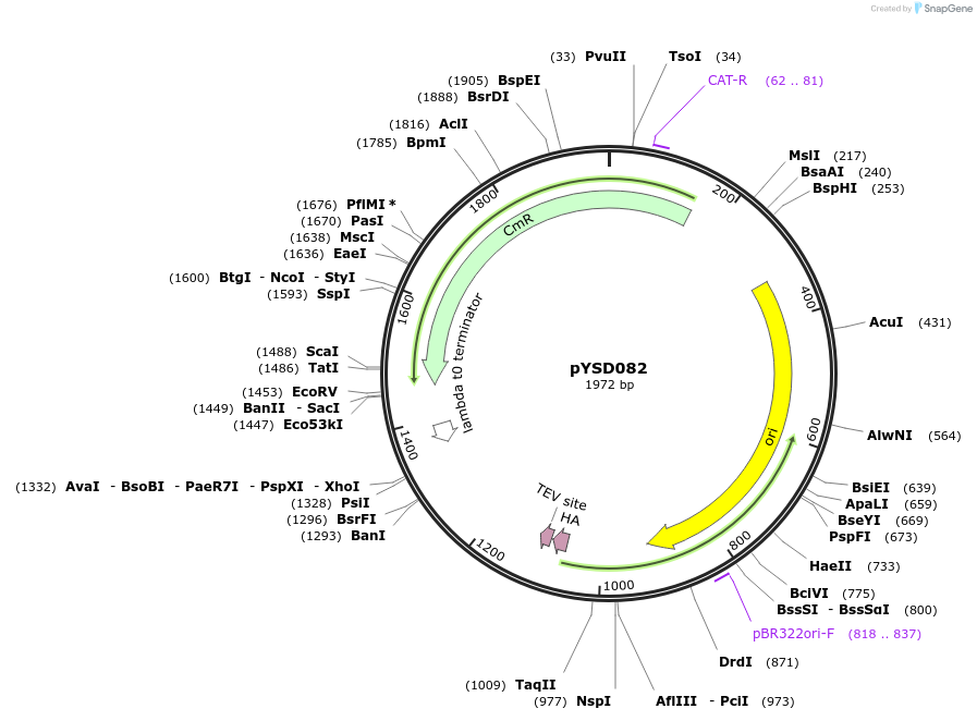 212919-plasmid-map-sequence-id-421784
