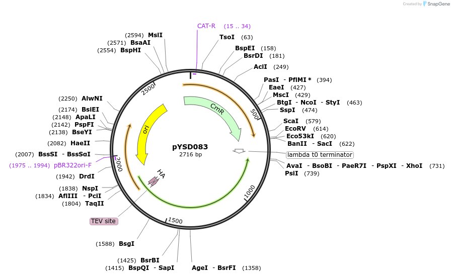 212920-plasmid-map-sequence-id-421785