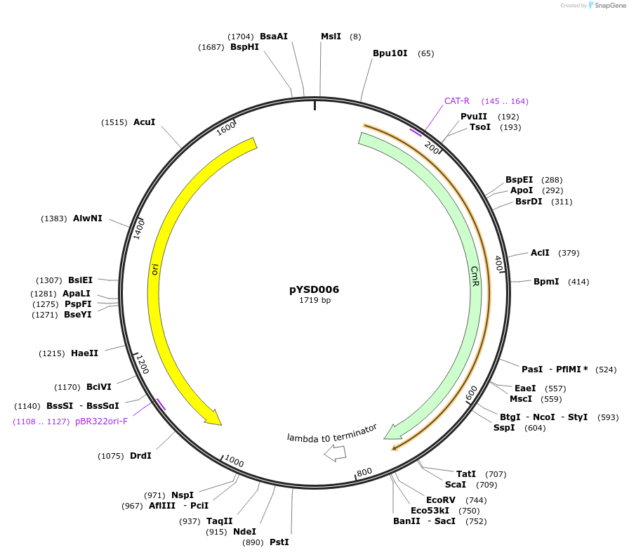 212903-plasmid-map-sequence-id-421786