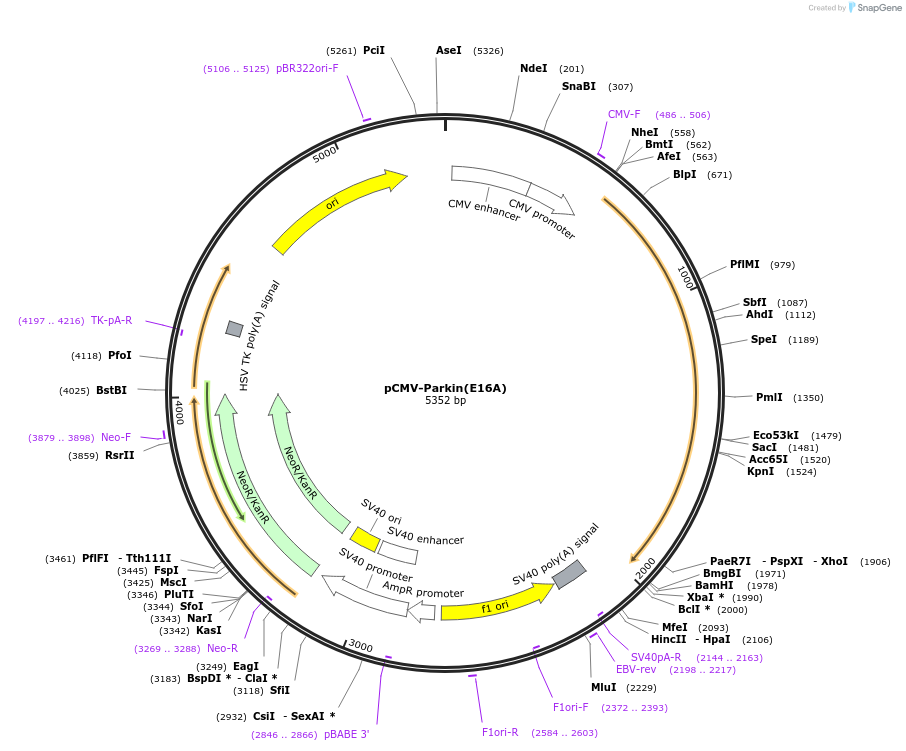 213546-plasmid-map-sequence-id-421787