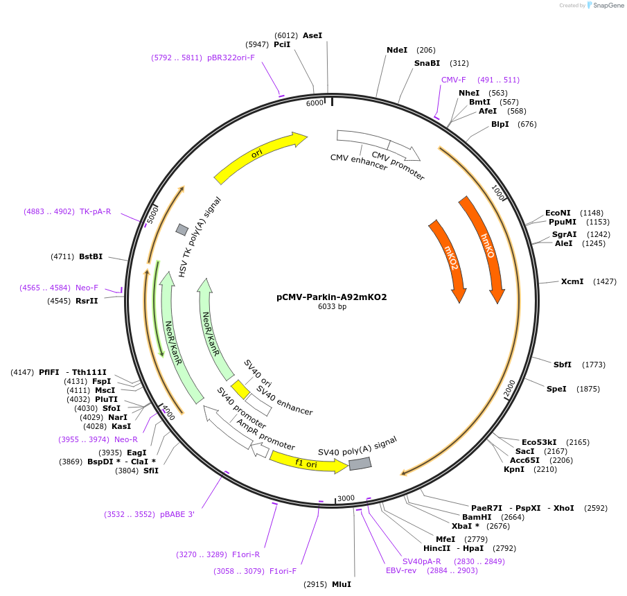 213548-plasmid-map-sequence-id-421789