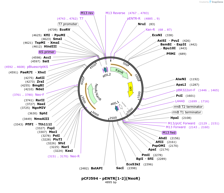 34878-plasmid-map-sequence-id-42179