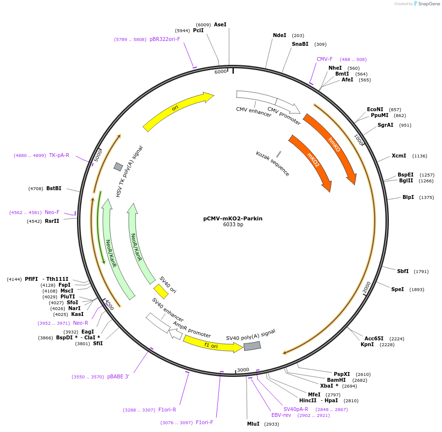 213544-plasmid-map-sequence-id-421790