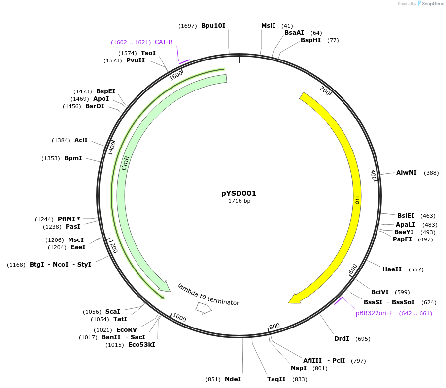 212898-plasmid-map-sequence-id-421792