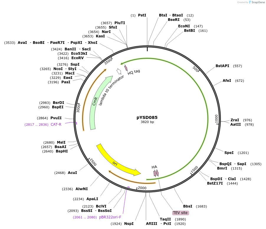 212922-plasmid-map-sequence-id-421794