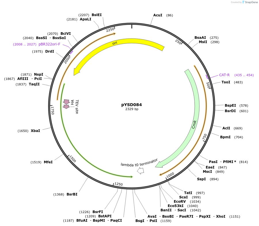 212921-plasmid-map-sequence-id-421796