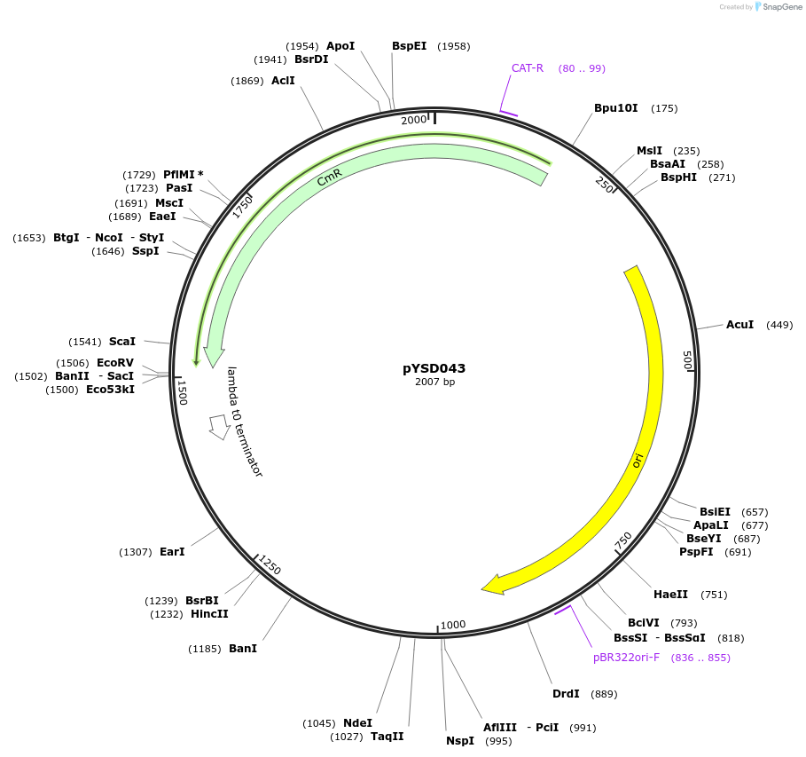 212913-plasmid-map-sequence-id-421797