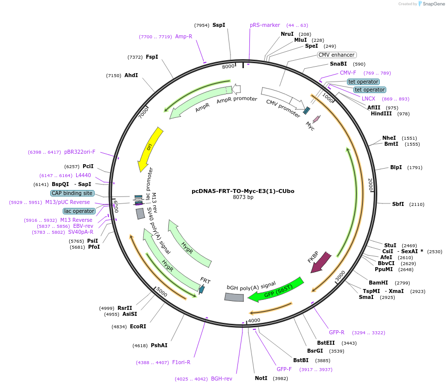 212799-plasmid-map-sequence-id-421798