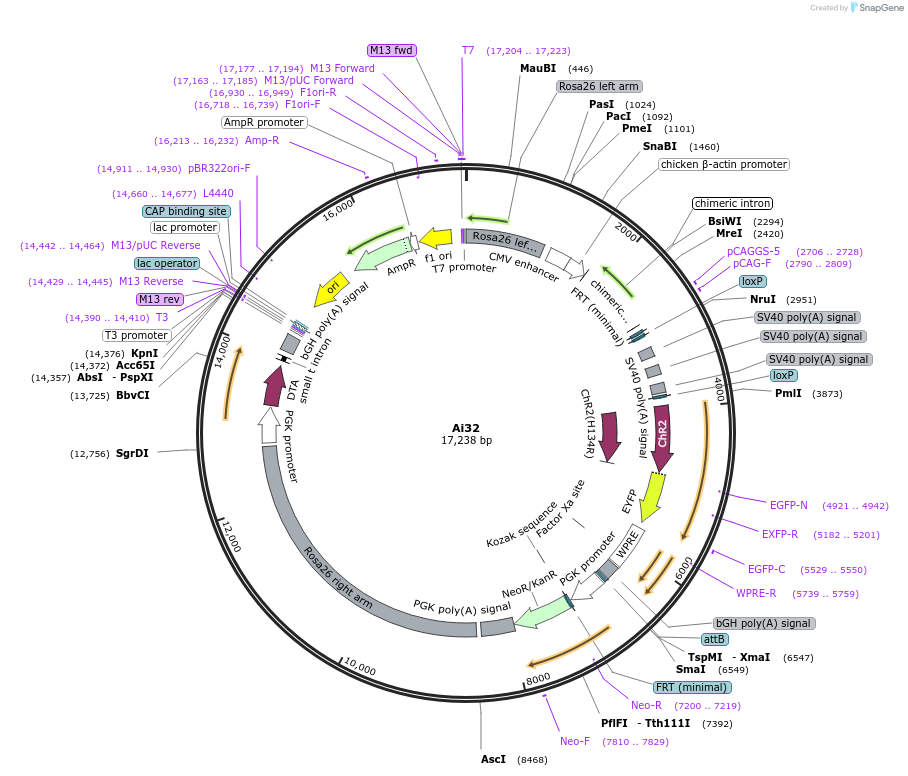 34880-plasmid-map-sequence-id-42182