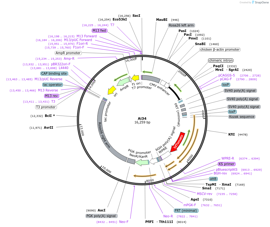 34881-plasmid-map-sequence-id-42183