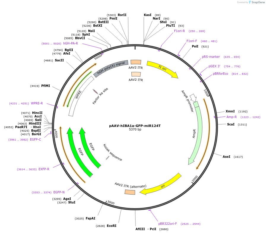 214147-plasmid-map-sequence-id-421847