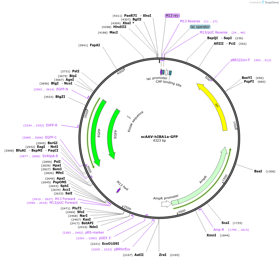 214146-plasmid-map-sequence-id-421849