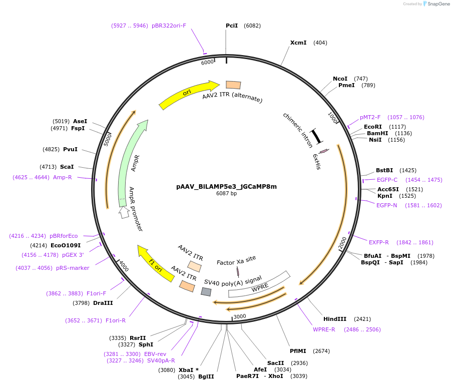213918-plasmid-map-sequence-id-421858