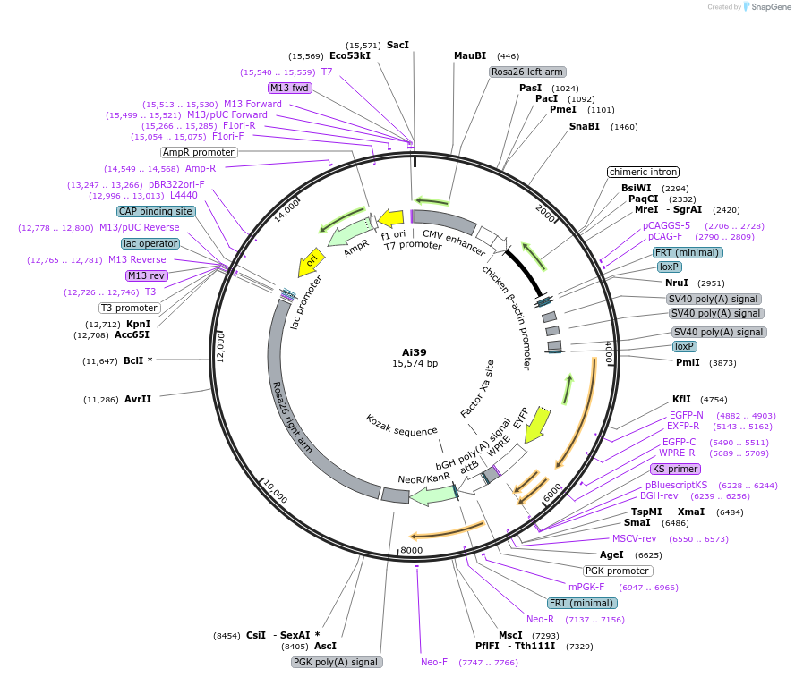 34884-plasmid-map-sequence-id-42186