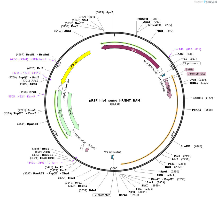 213528-plasmid-map-sequence-id-421866