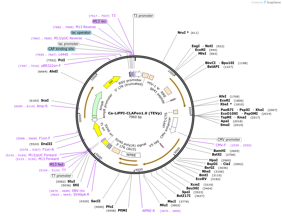 213409-plasmid-map-sequence-id-421873