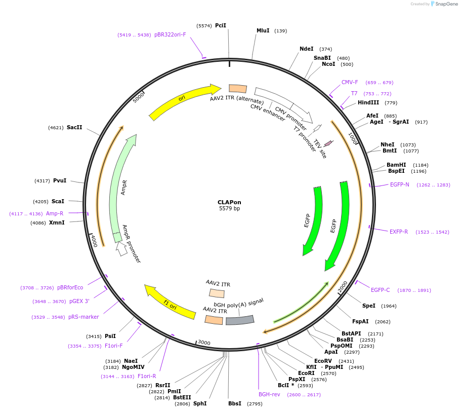 213405-plasmid-map-sequence-id-421874