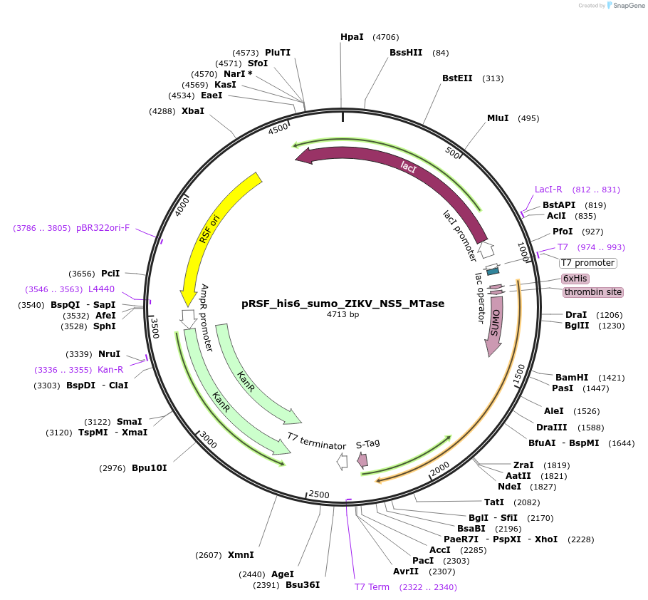 213529-plasmid-map-sequence-id-421875