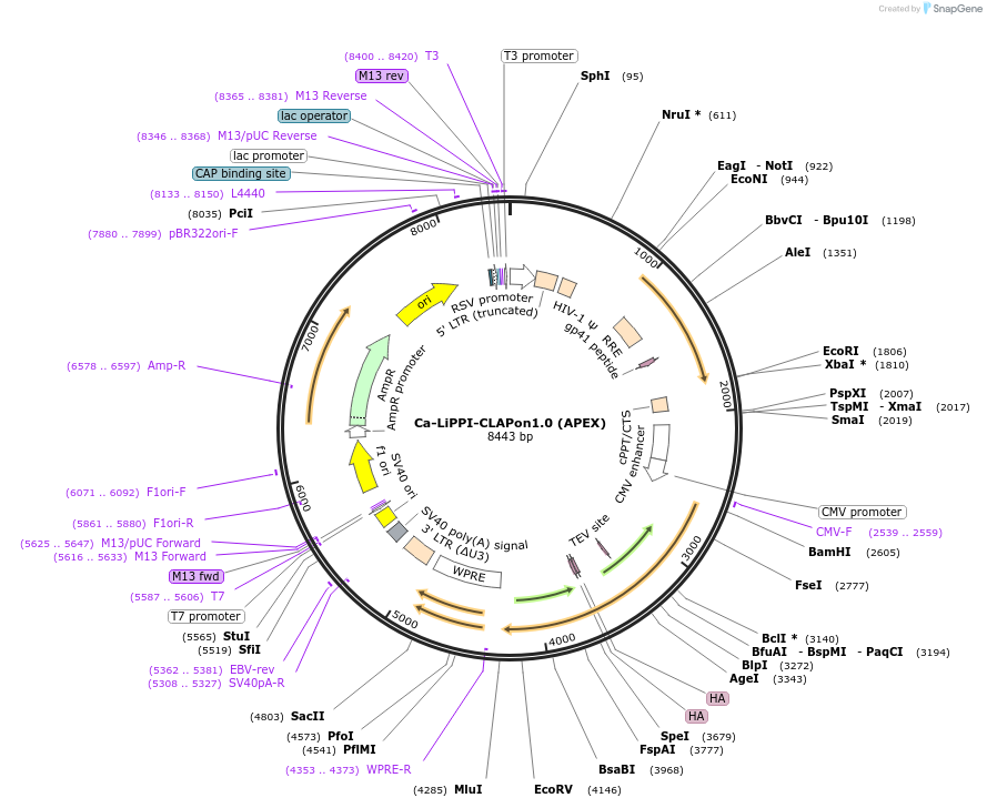 213408-plasmid-map-sequence-id-421876