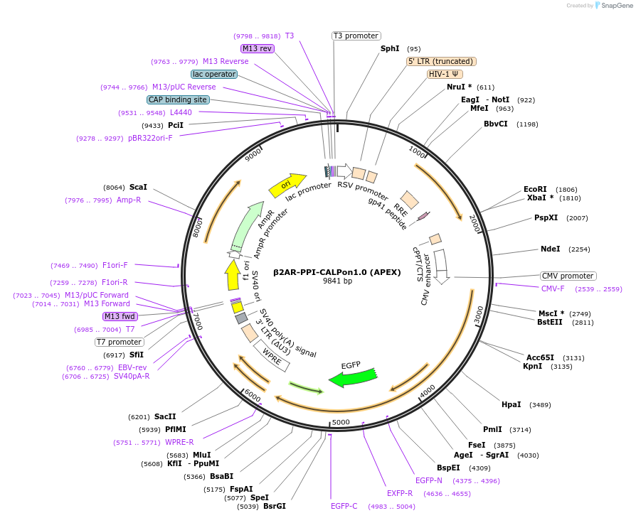 213406-plasmid-map-sequence-id-421877