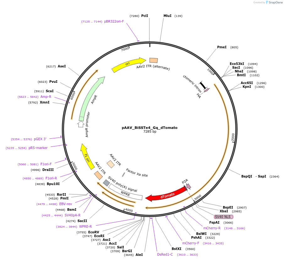 213946-plasmid-map-sequence-id-421880