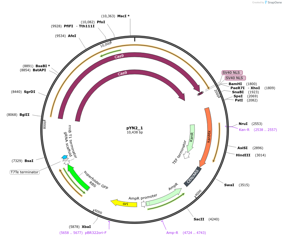 184757-plasmid-map-sequence-id-421882
