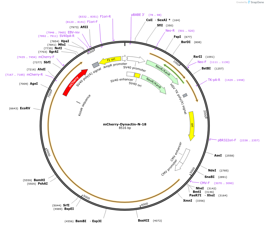 55034-plasmid-map-sequence-id-421900