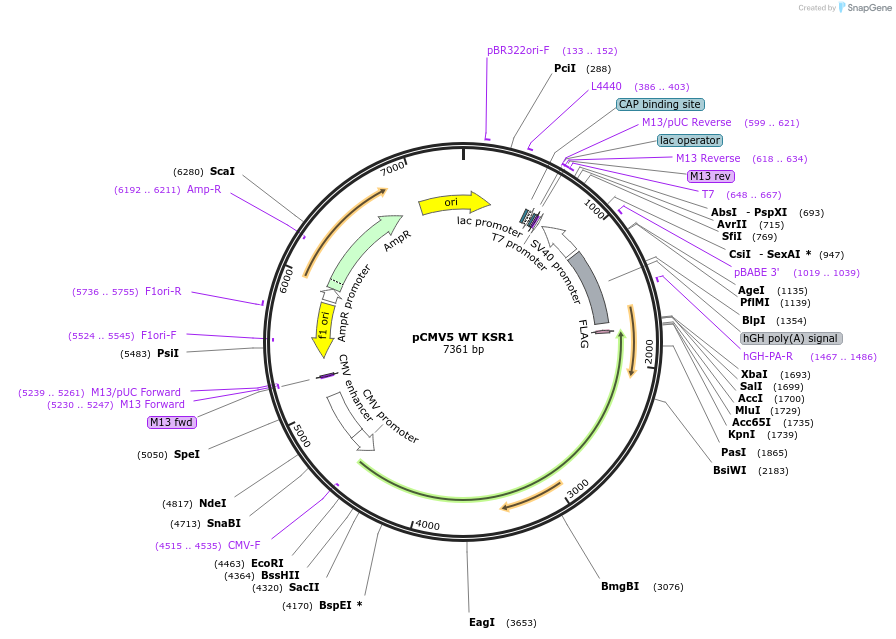 25970-plasmid-map-sequence-id-421902