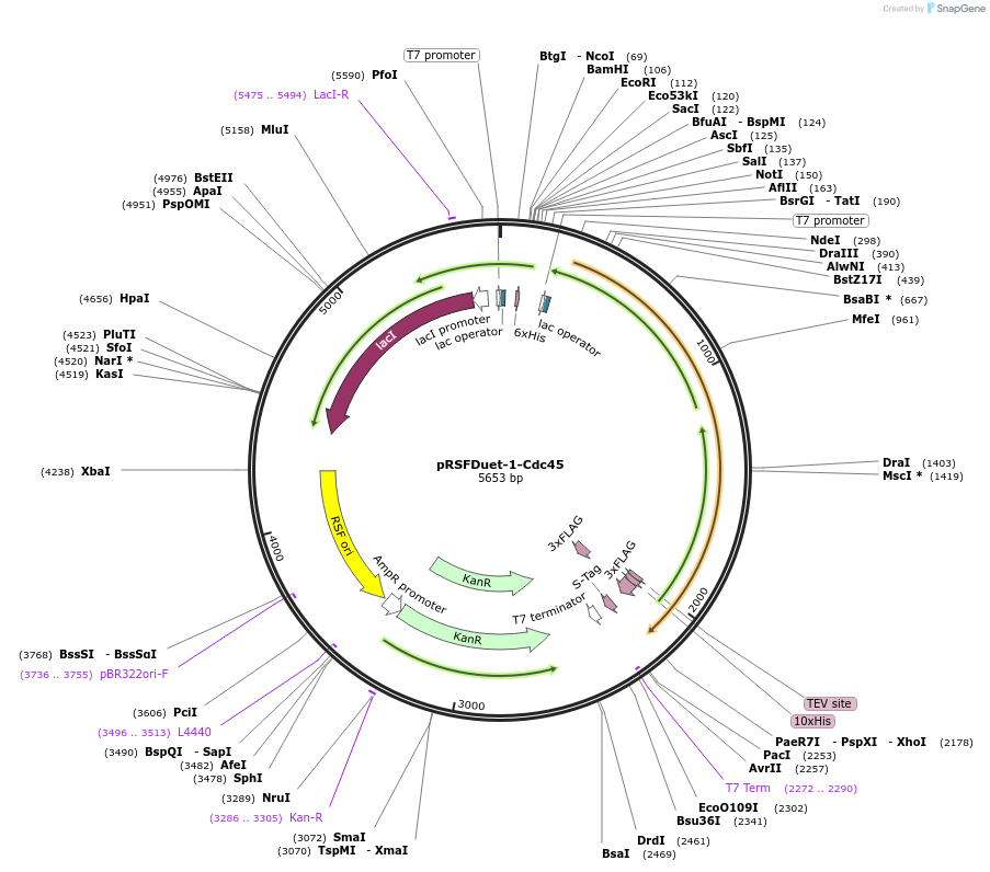 208796-plasmid-map-sequence-id-421903