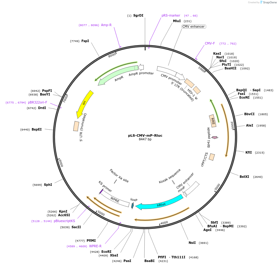 213507-plasmid-map-sequence-id-421904